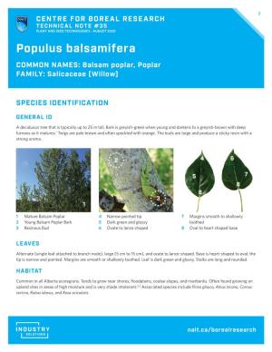 Populus Balsamifera COMMON NAMES: Balsam Poplar, Poplar FAMILY: Salicaceae (Willow)