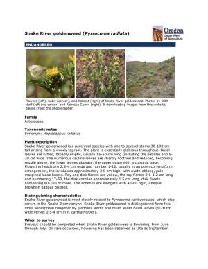 Snake River Goldenweed (Pyrrocoma Radiata)