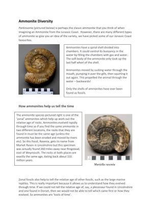 Ammonite Diversity on the Jurassic