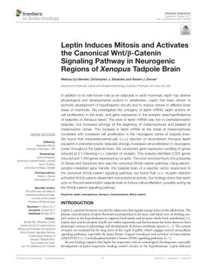 Leptin Induces Mitosis and Activates the Canonical Wnt/ß-Catenin