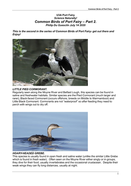 Common Birds of Port Fairy – Part 2