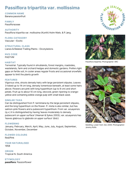 Passiflora Tripartita Var. Mollissima