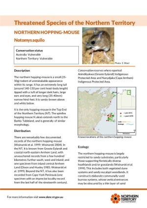 Northern Hopping Mouse Notomys Aquilo