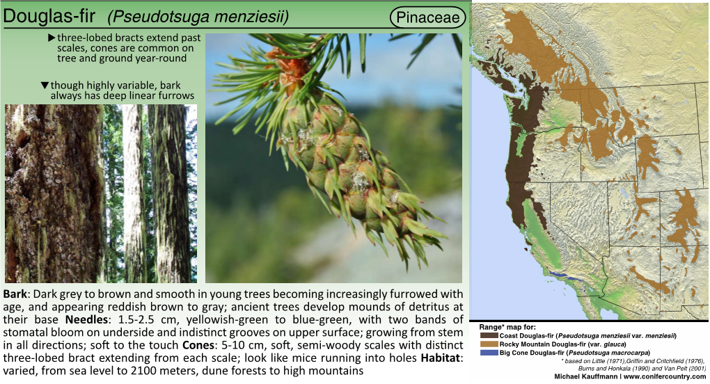 Pseudotsuga Menziesii) Pinaceae Three-Lobed Bracts Extend Past Scales, Cones Are Common on Tree and Ground Year-Round