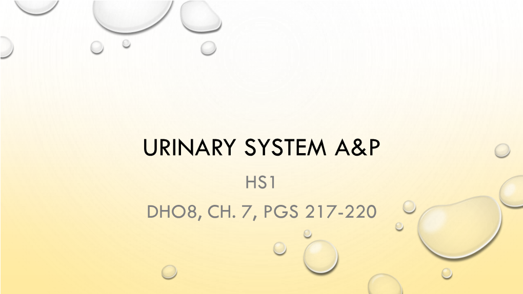Urinary System A&P