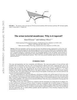 The-Avian-Tectorial-Membrane-Why-Is