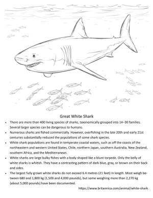 Great White Shark  There Are More Than 400 Living Species of Sharks, Taxonomically Grouped Into 14–30 Families