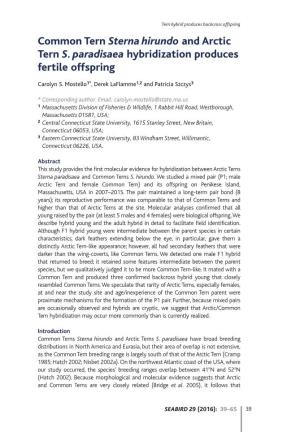 Common Tern Sterna Hirundo and Arctic Tern S. Paradisaea Hybridization Produces Fertile Offspring
