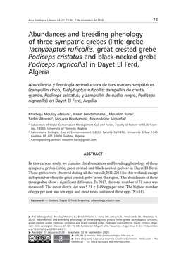 Little Grebe Tachybaptus Ruficollis, Great Crested Grebe Podiceps Cristatus and Black-Necked Grebe Podiceps Nigricollis) in Dayet El Ferd, Algeria