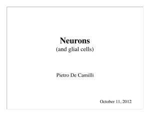 Neurons (And Glial Cells)