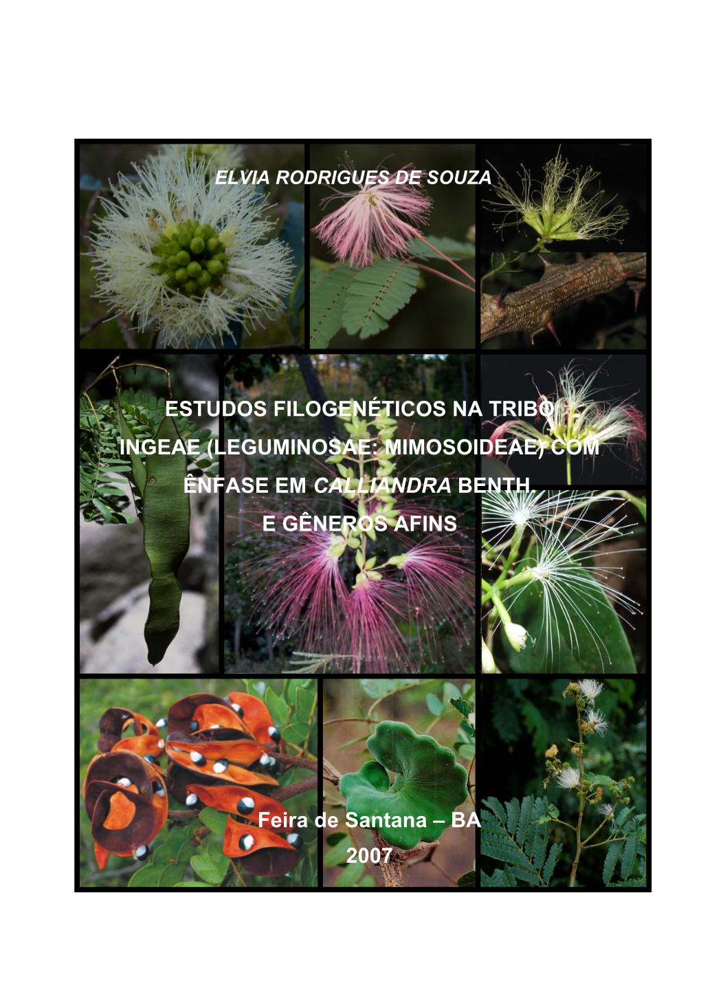 Leguminosae: Mimosoideae) Com Ênfase Em Calliandra Benth