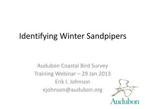 Identifying Winter Sandpipers