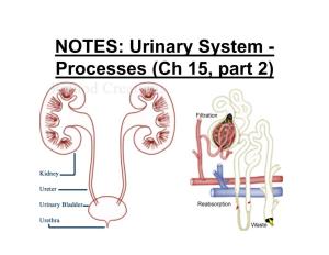 NOTES: Urinary System