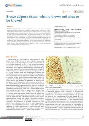 Brown Adipose Tissue- What Is Known and What to Be Known?