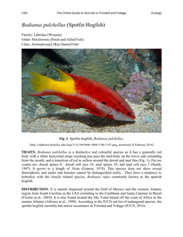 Bodianus Pulchellus (Spotfin Hogfish)