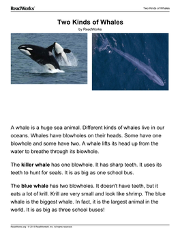 Two Kinds of Whales
