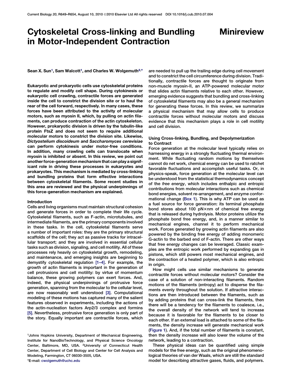 Cytoskeletal Cross-Linking and Bundling in Motor-Independent