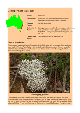 Conospermum Taxifolium