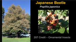 Japanese Beetle Popillia Japonica