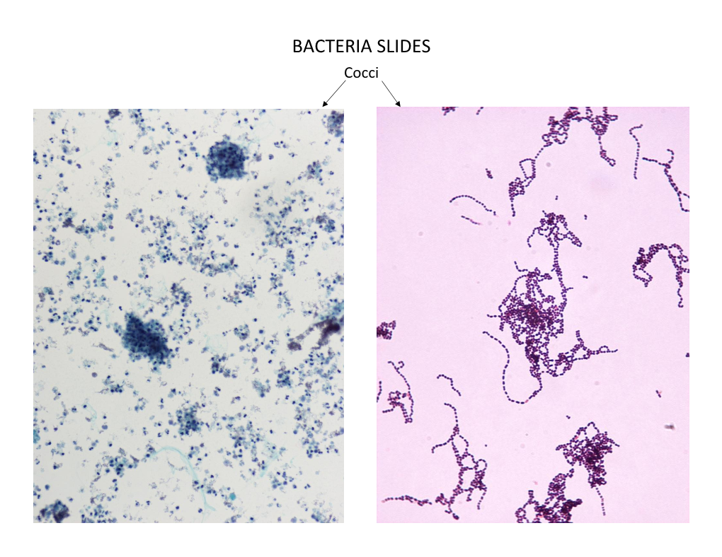 Bacteria Slides