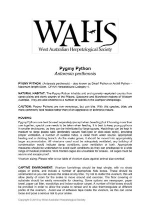 Pygmy Python Antaresia Perthensis