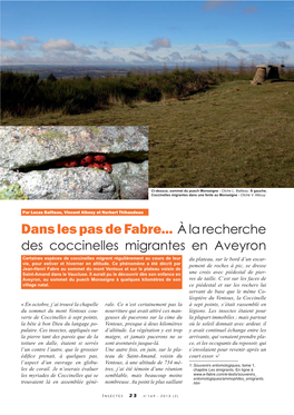 A La Recherche Des Coccinelles Migrantes En Aveyron / Insectes N