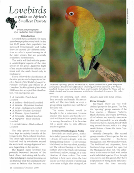 Lovebirds a Guide to a Frica's Smallest Parrots