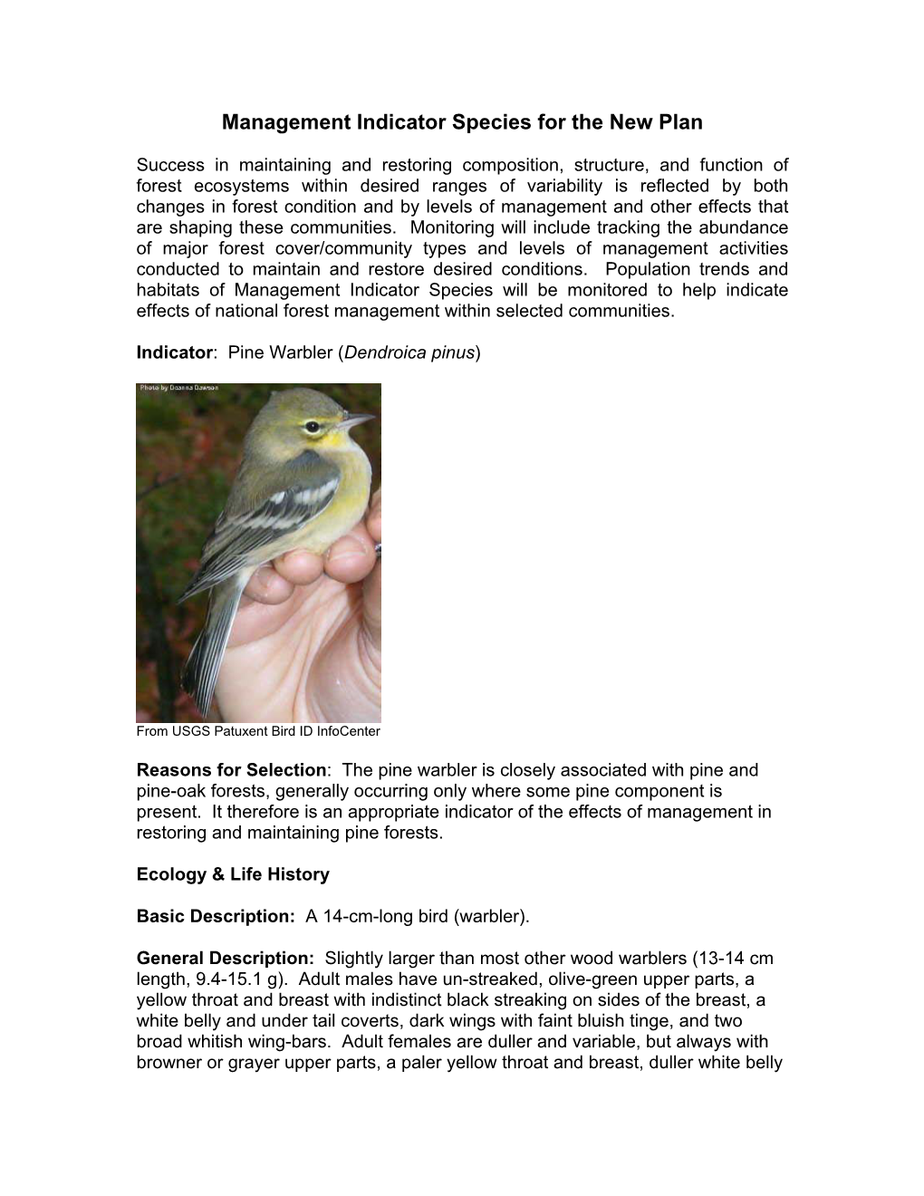 Pine Warbler (Dendroica Pinus)