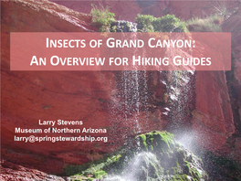 Insects of Grand Canyon: an Overview for Hiking Guides