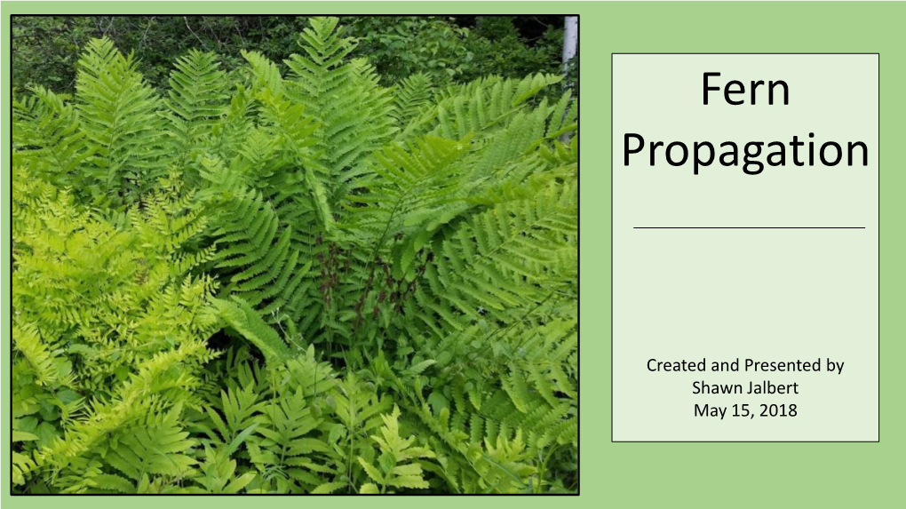 Fern Propagation