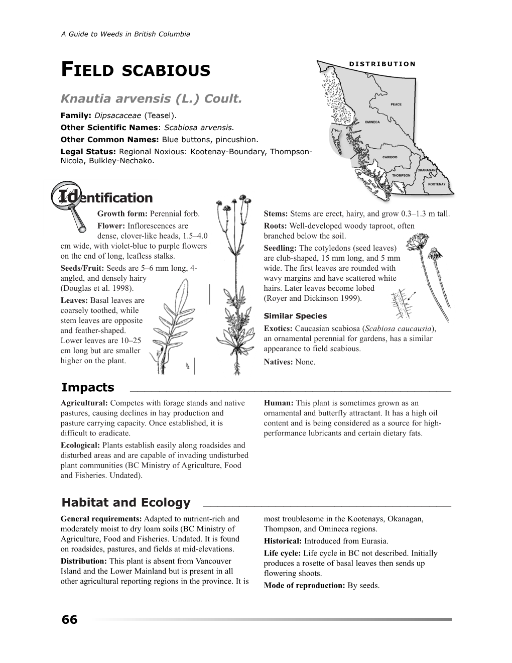 Field Scabious (PDF)