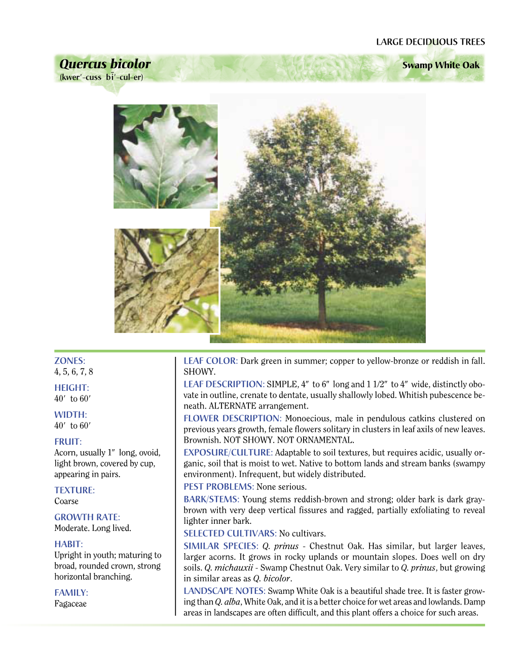 Quercus Bicolor Swamp White Oak - (Kwer�-Cuss Bi�-Cul-Er)