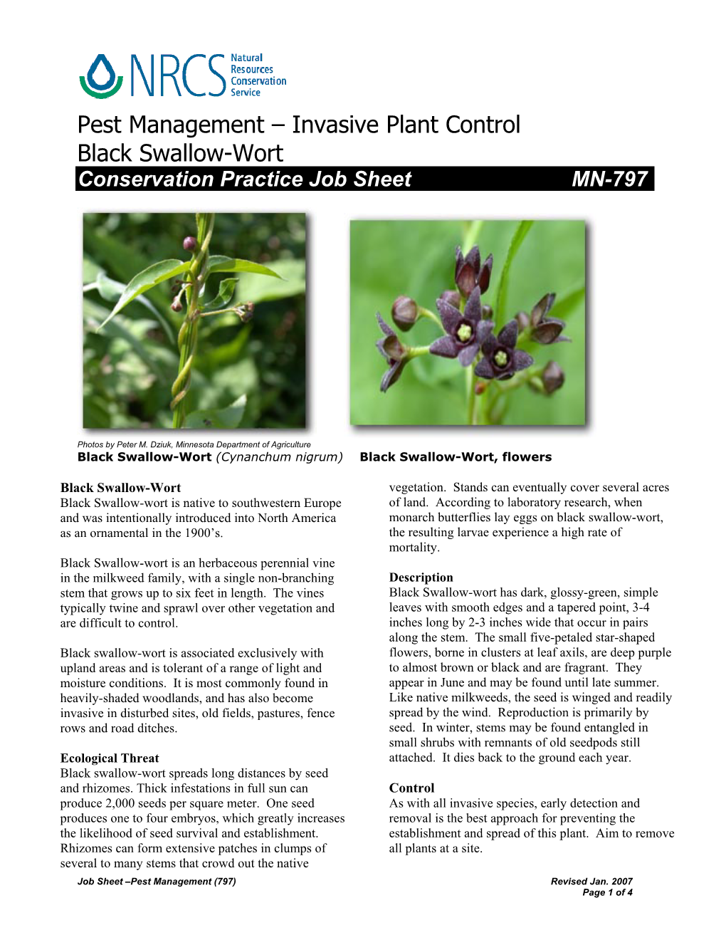 Pest Management – Invasive Plant Control Black Swallow-Wort Conservation Practice Job Sheet MN-797