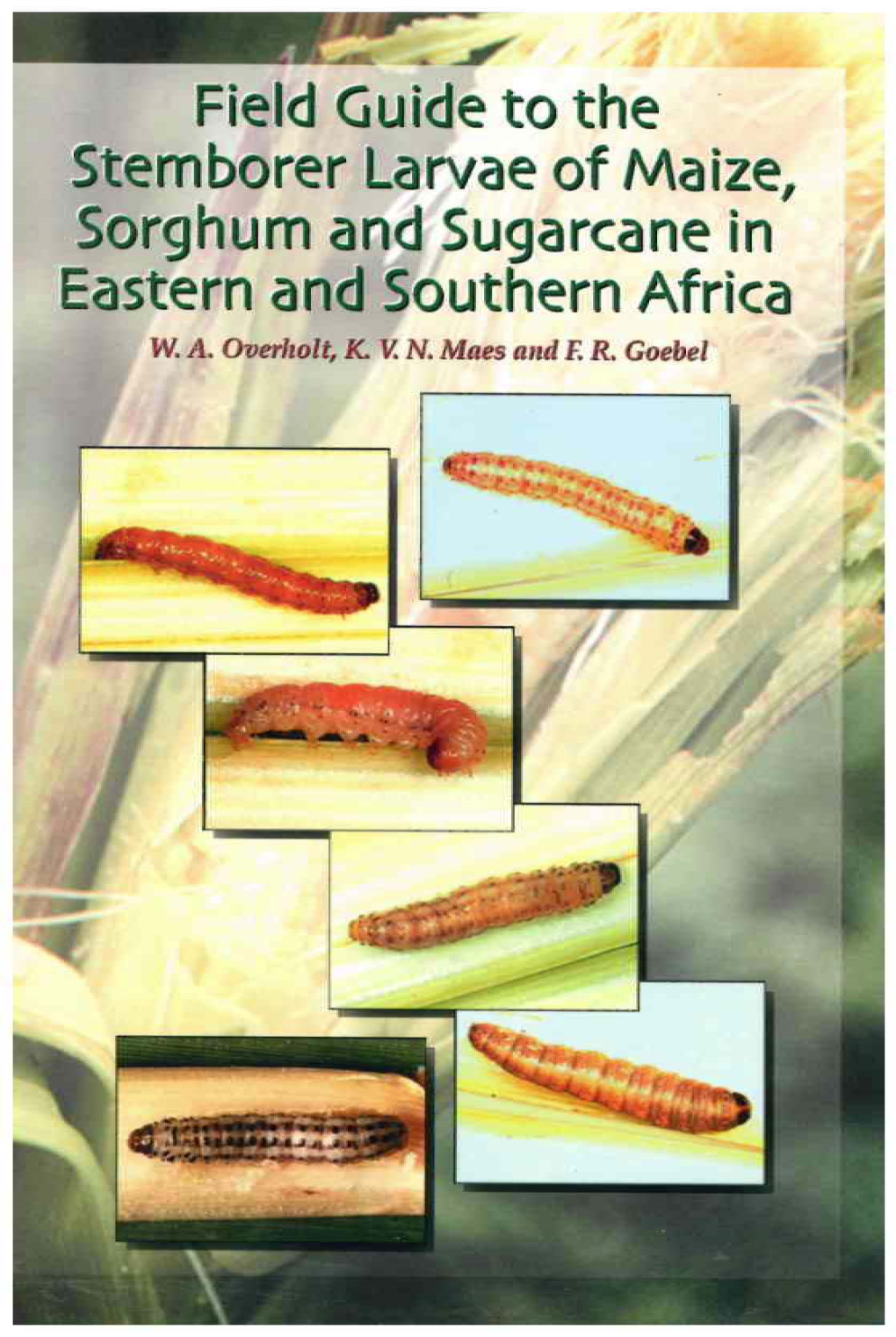 Fieild Guide To. the - S Em Borer Larvae of Maize, Sorghwm and Sugarca:Ne in Eastern Arnd Southern Africa W