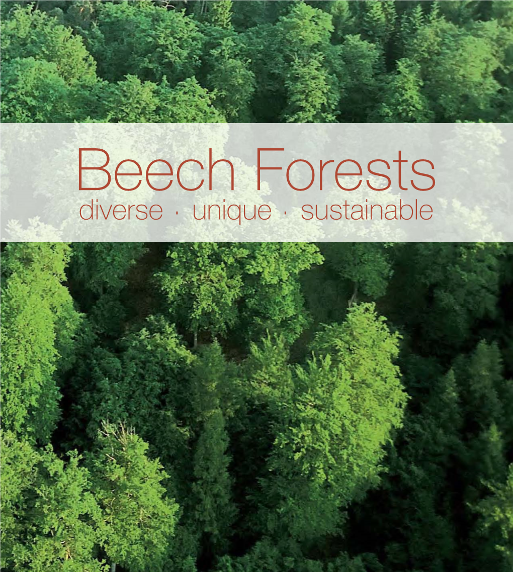 Beech Forests