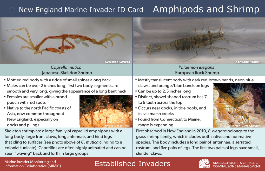 New England Marine Invader ID Cards