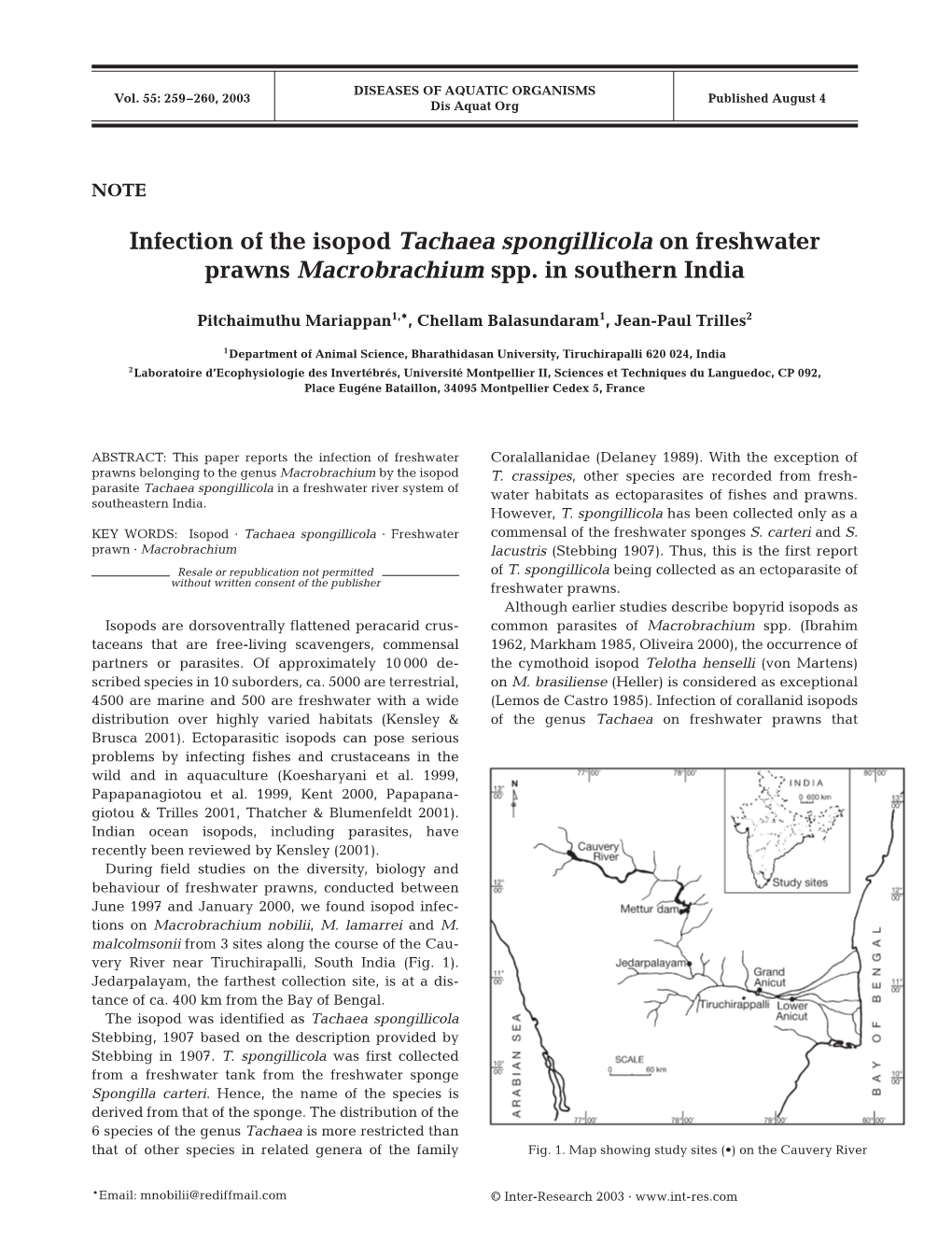 Infection of the Isopod Tachaea Spongillicola on Freshwater Prawns Macrobrachium Spp