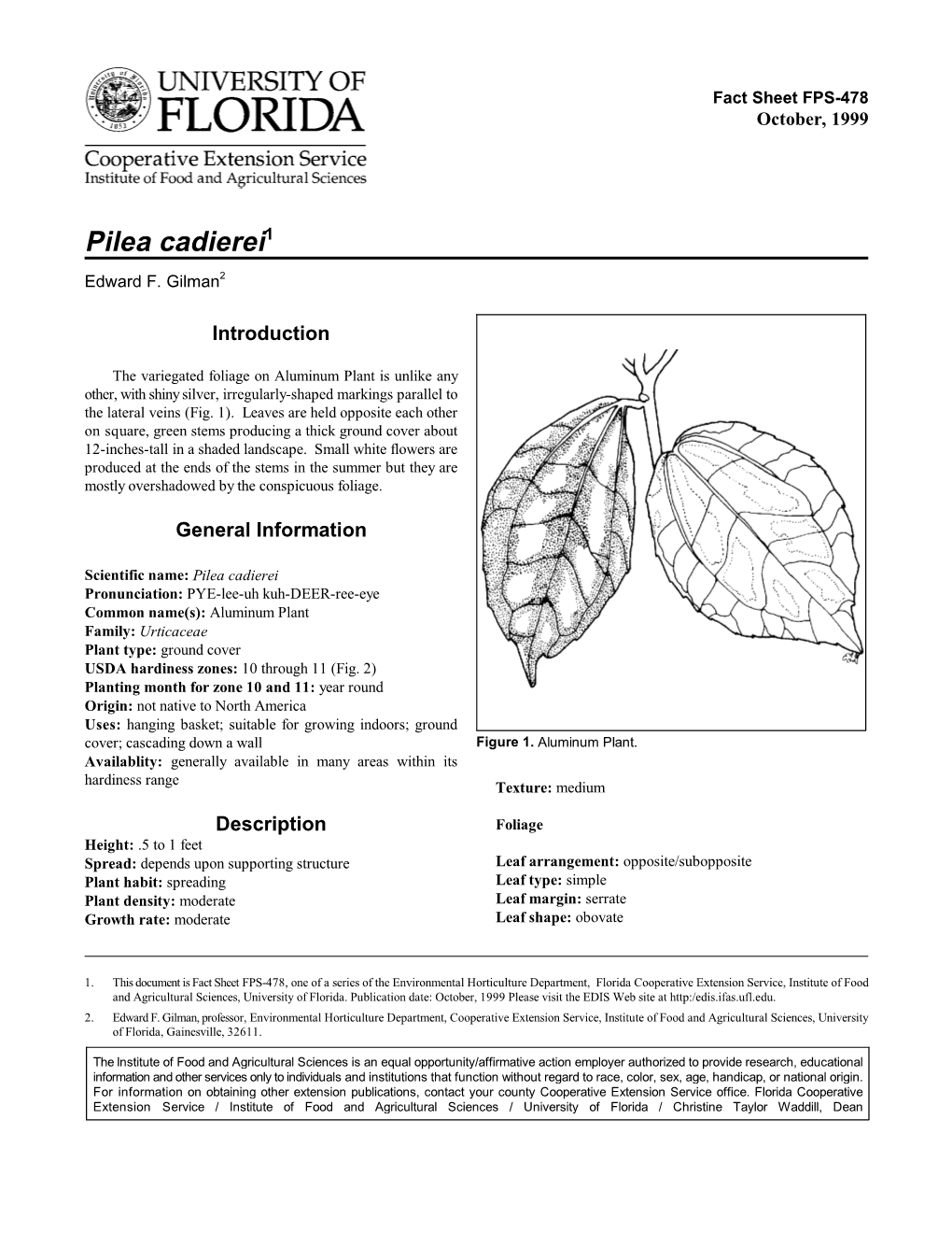 Pilea Cadierei1