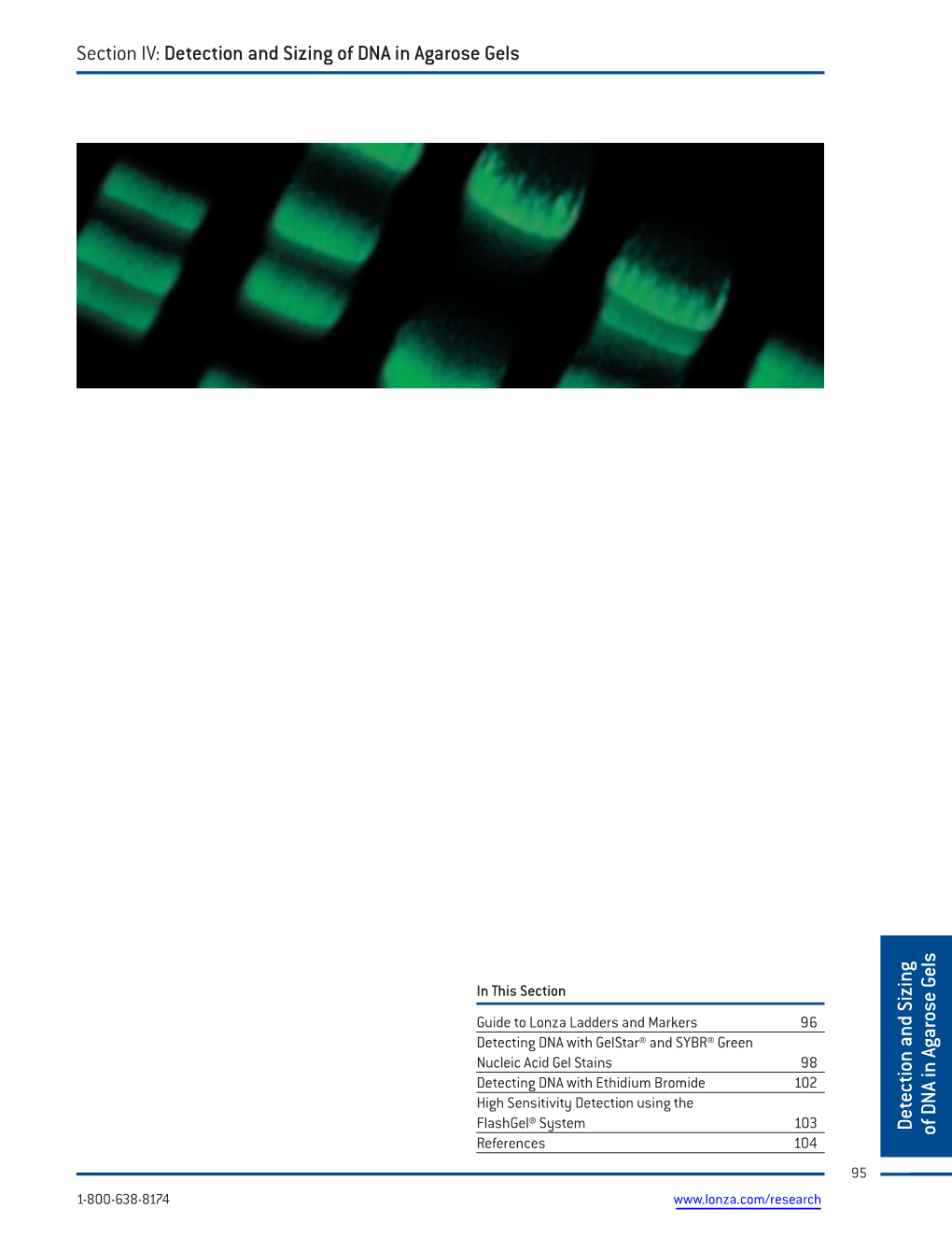 Section IV: Detection and Sizing of DNA in Agarose Gels