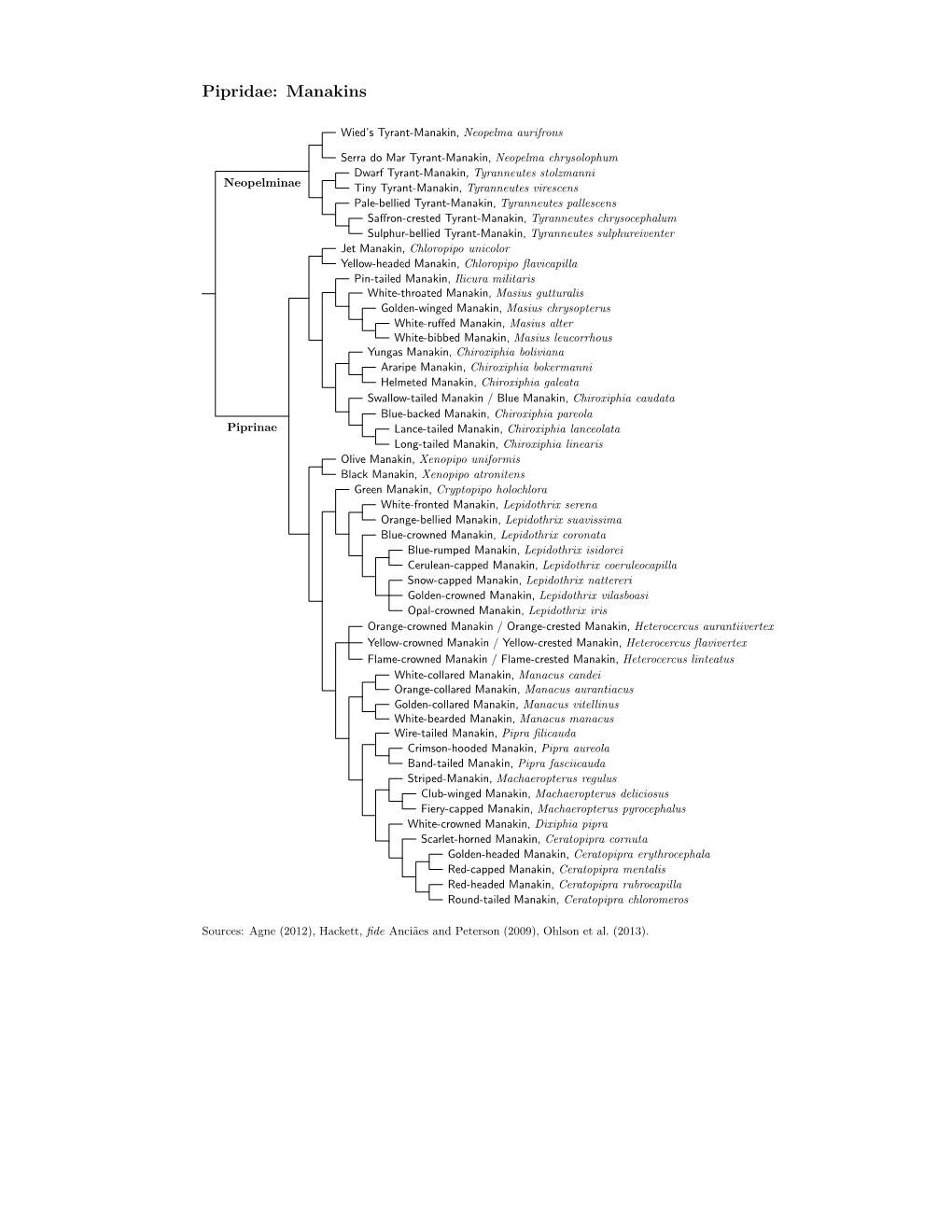 Pipridae Tree