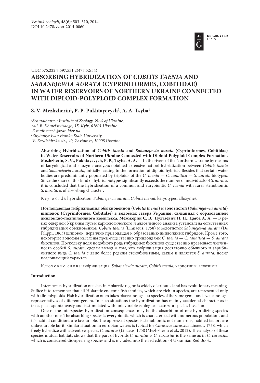 Absorbing Hybridization of Cobitis Taenia And