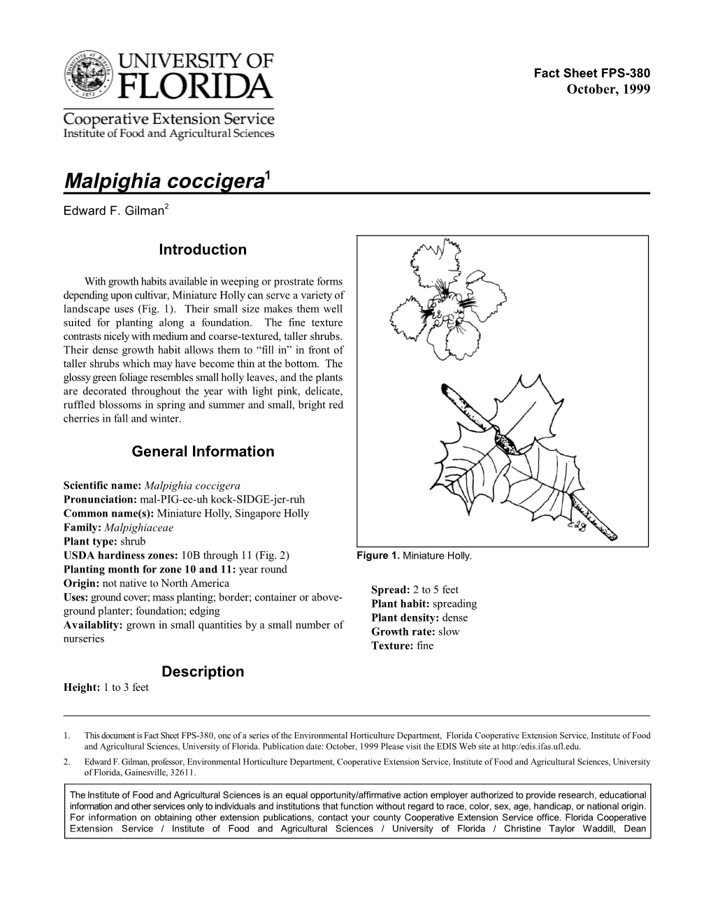 Malpighia Coccigera1