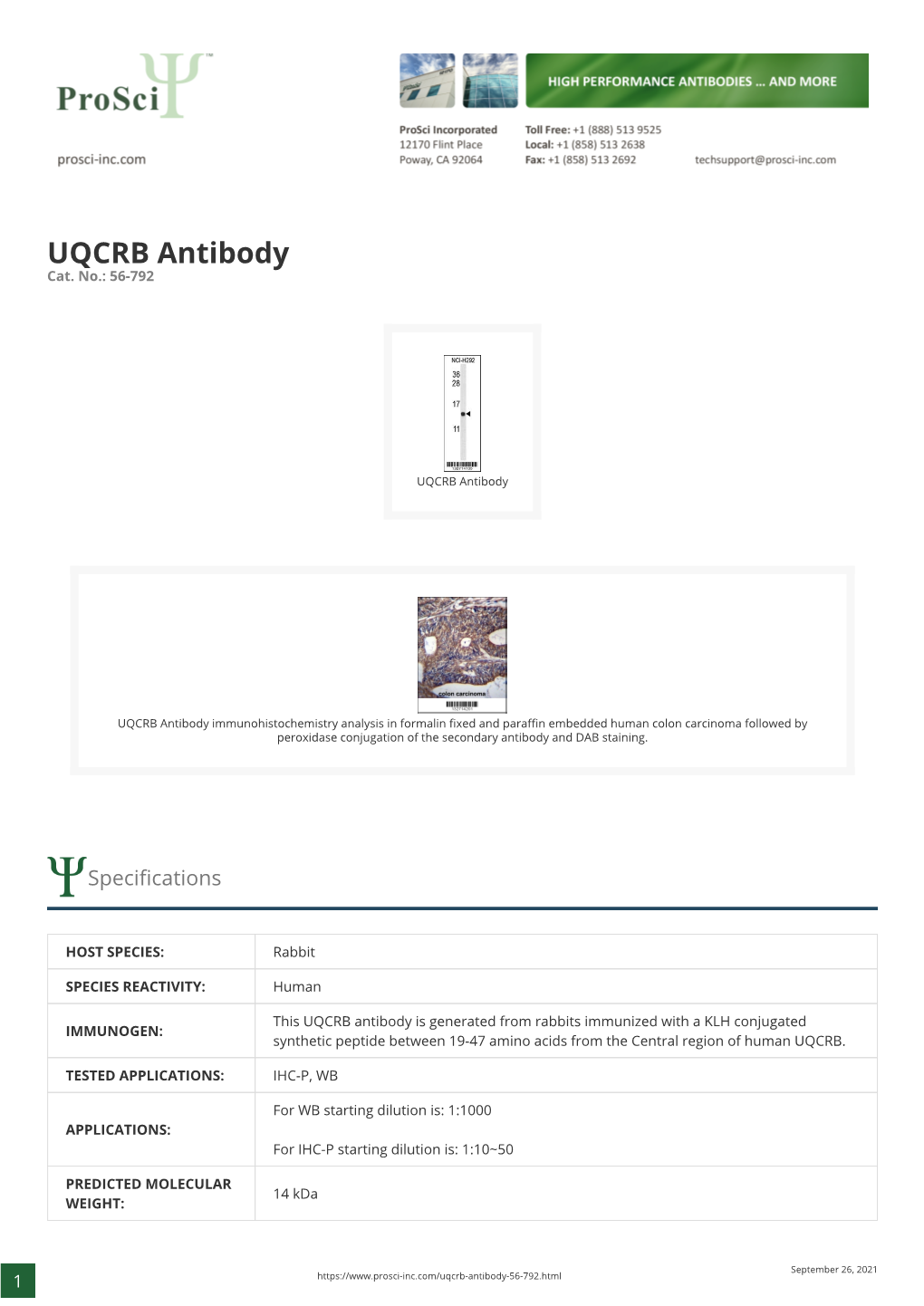 UQCRB Antibody Cat