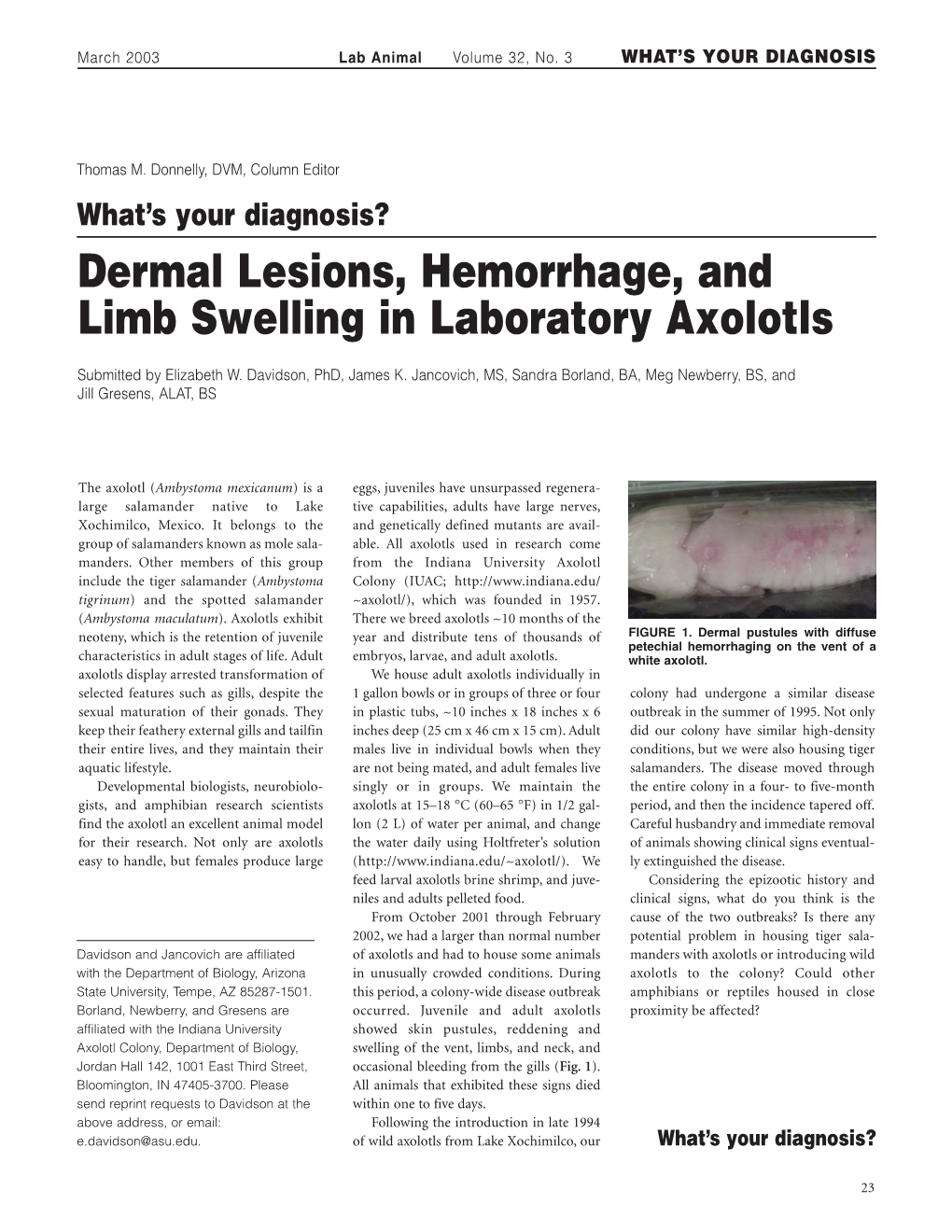 Dermal Lesions, Hemorrhage, and Limb Swelling in Laboratory Axolotls