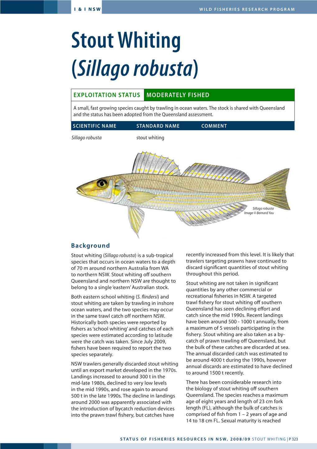 Stout Whiting (Sillago Robusta)