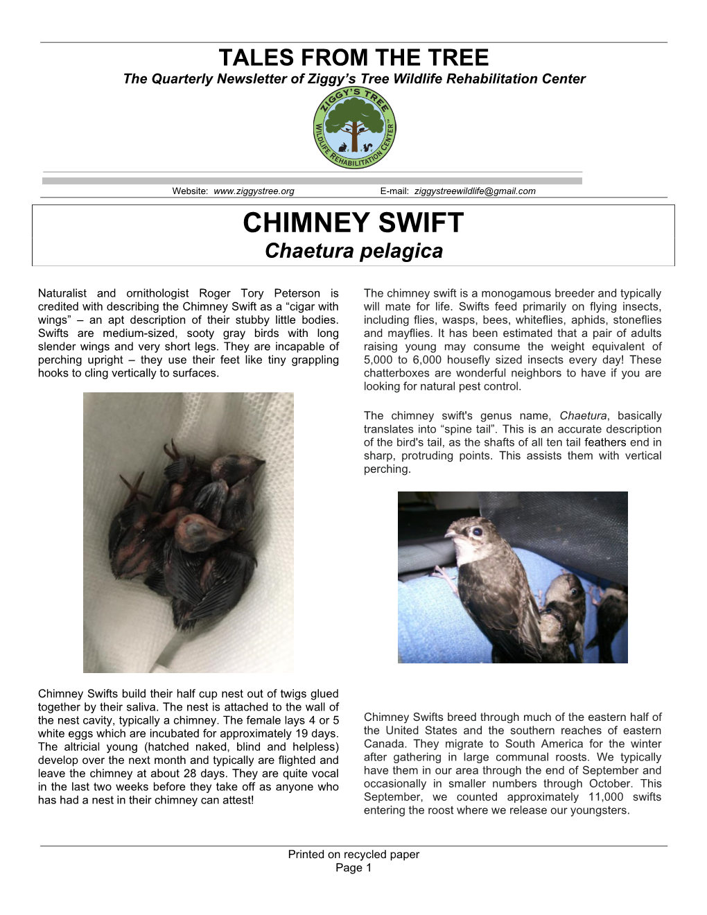 Chimney Swift