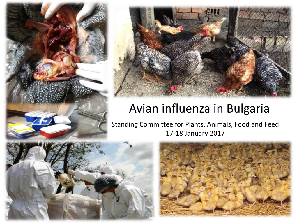 HPAI H5N1 in Burgas Region of Bulgaria