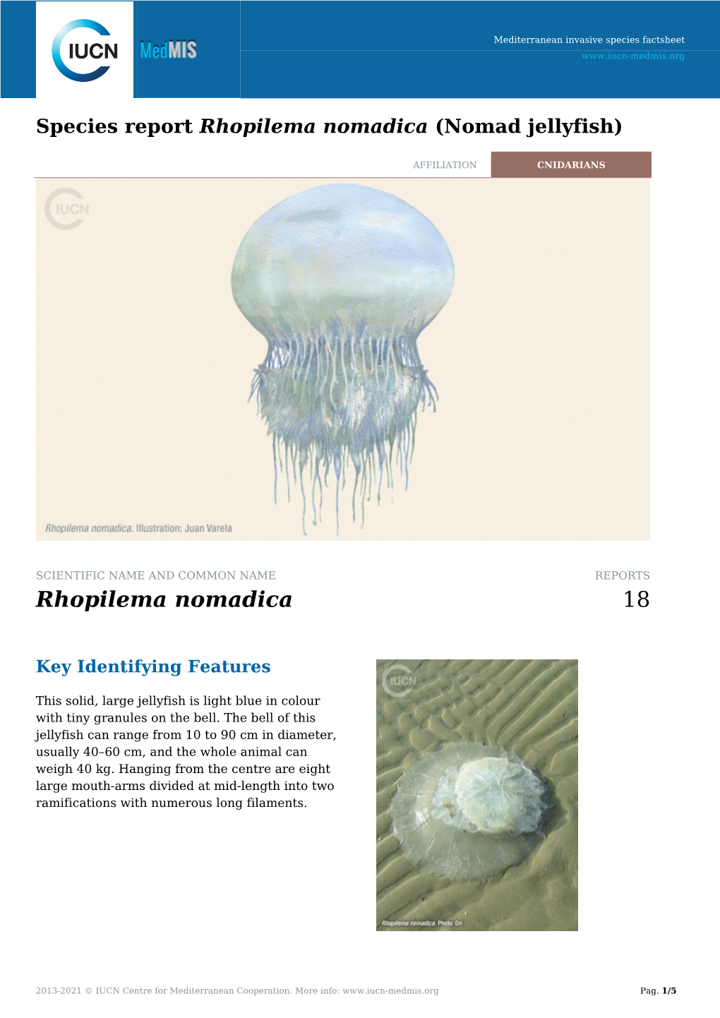 Species Report Rhopilema Nomadica (Nomad Jellyfish)