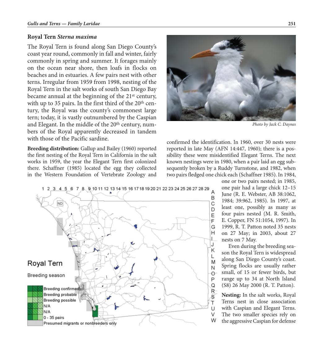 Royal Tern Sterna Maxima the Royal Tern Is Found Along San Diego County’S Coast Year Round, Commonly in Fall and Winter, Fairly Commonly in Spring and Summer