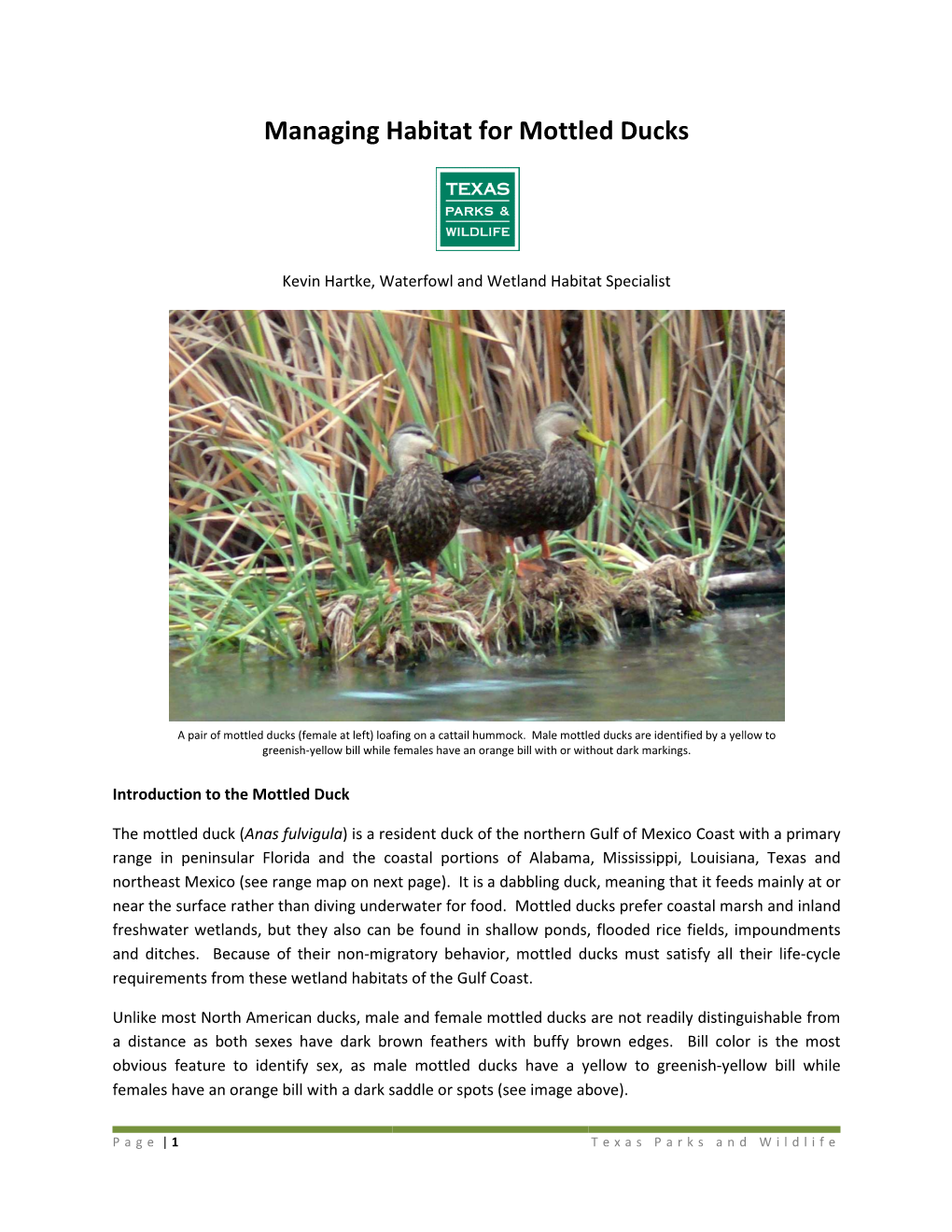 Managing Habitat for Mottled Ducks